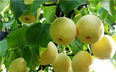 【息州十宝】一场从田间到舌尖的味觉盛宴-黄金梨
